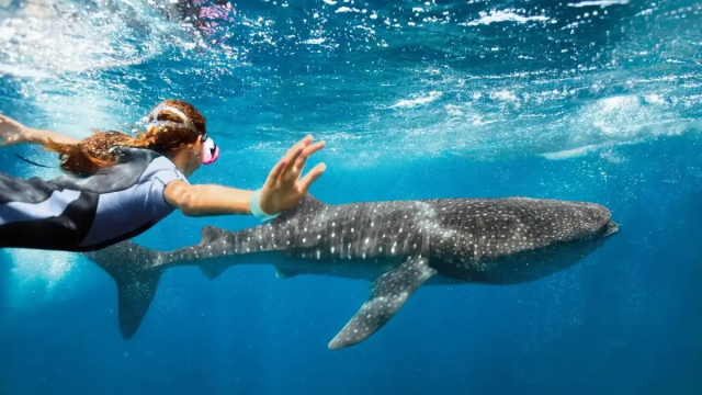 Nadar con tiburones ballena en Cancún: una experiencia única