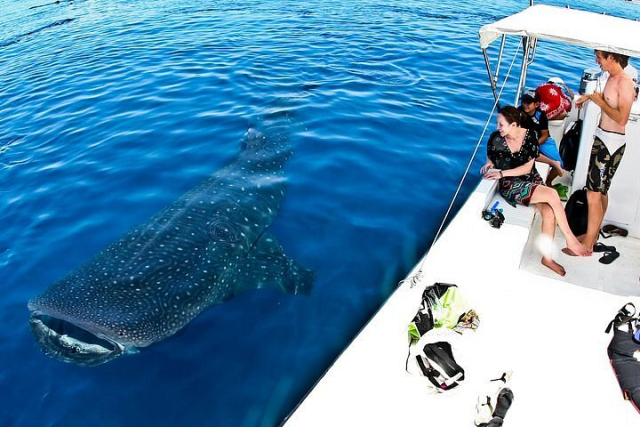 squali balena cancun6