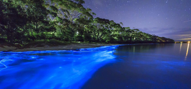 bioluminiscencia en cancun 1