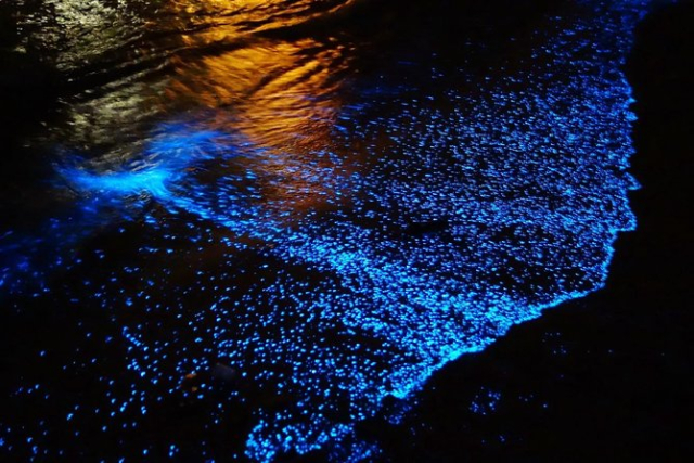 bioluminiscencia en cancun 3