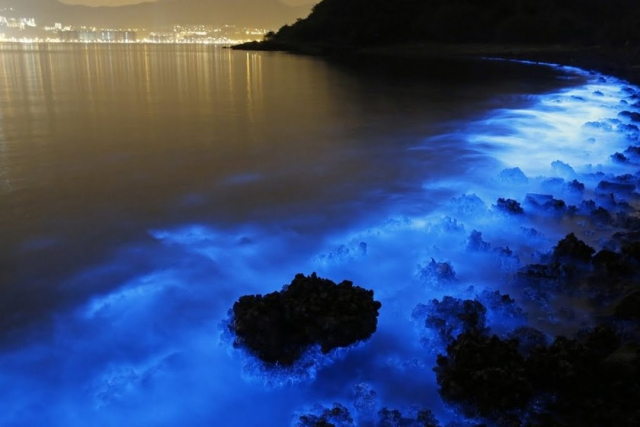 bioluminiscencia en cancun 4