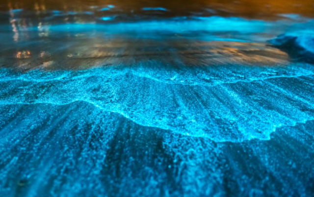bioluminiscencia en cancun 9