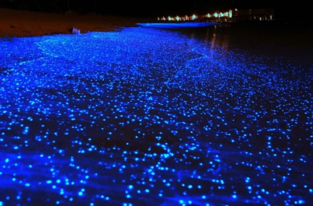 Bioluminiscencia en Cancún: una experiencia mágica que no puedes perderte