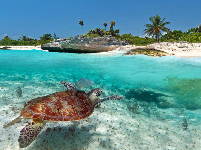 Playa del Carmen Tours: descubre lo mejor de la Riviera Maya