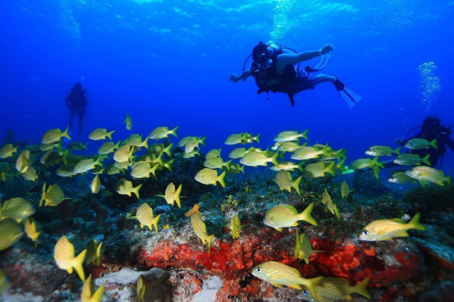 buceo en cancun 4