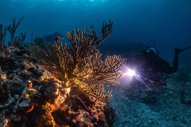 buceo en cancun 5