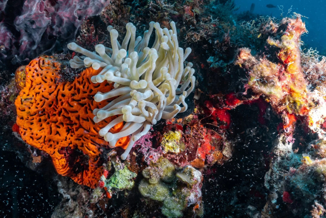 buceo en cancun 6