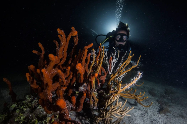 Buceo nocturno en los arrecifes de Cancún: una aventura bajo las estrellas
